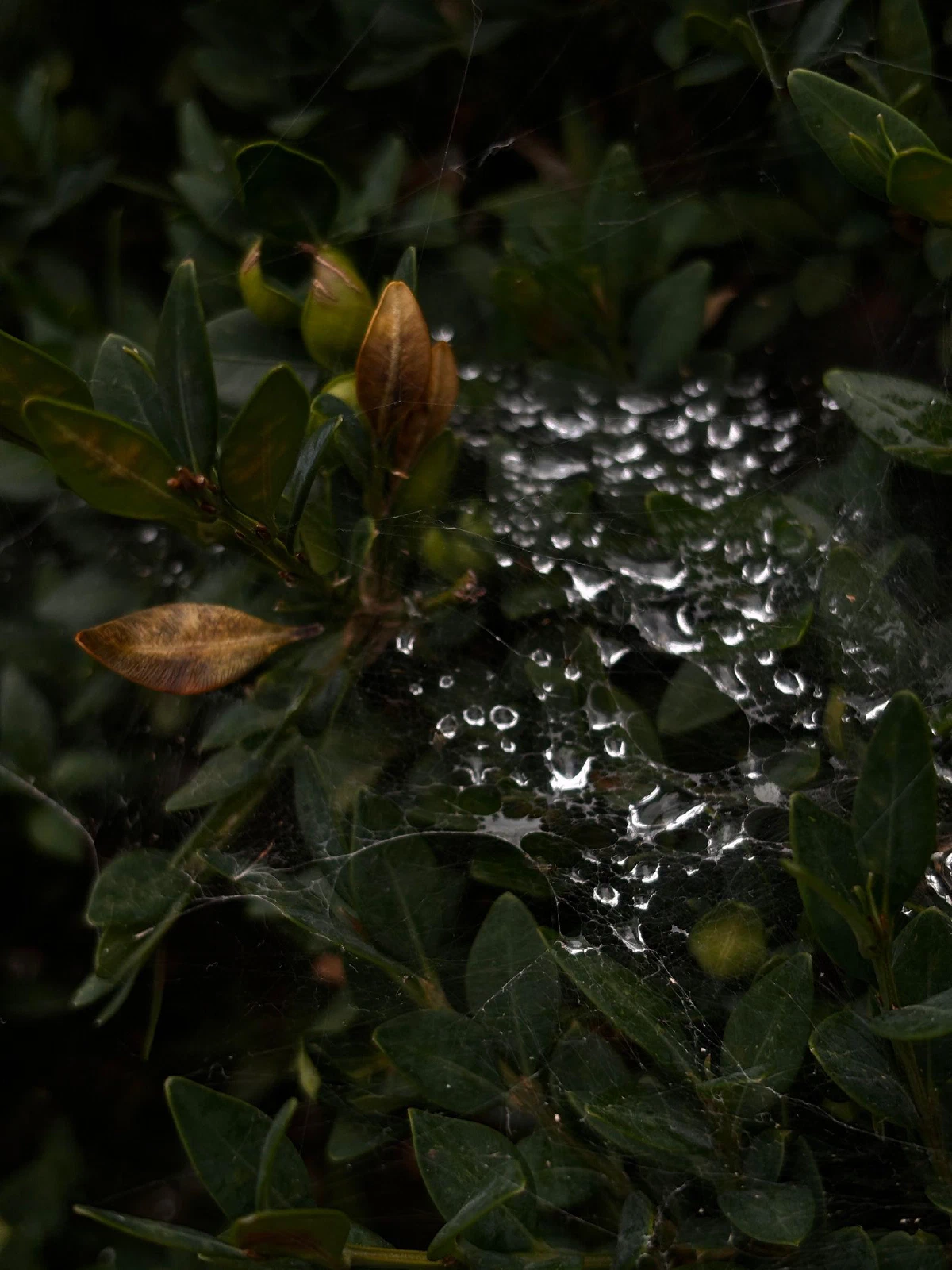 c, photograph