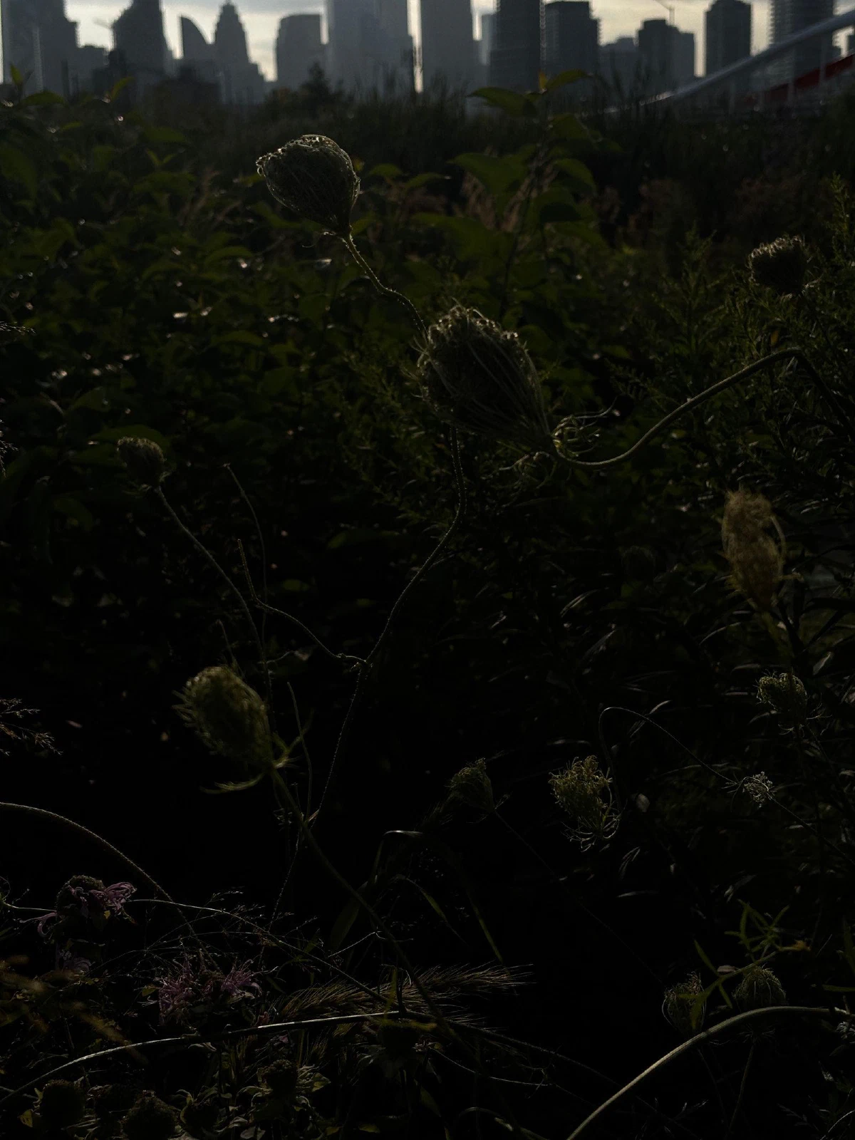 xiv, photograph