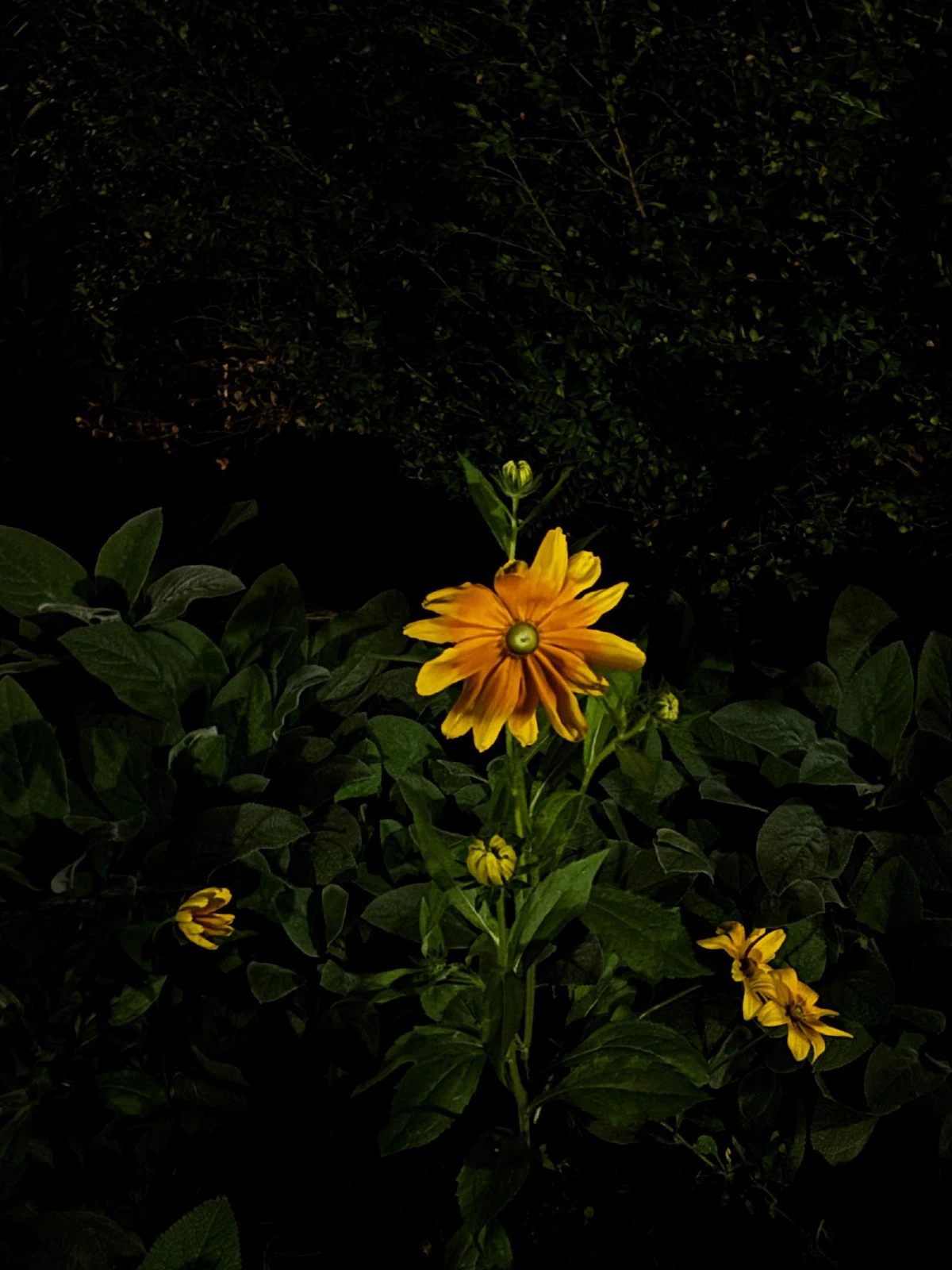 xxxvi, photograph