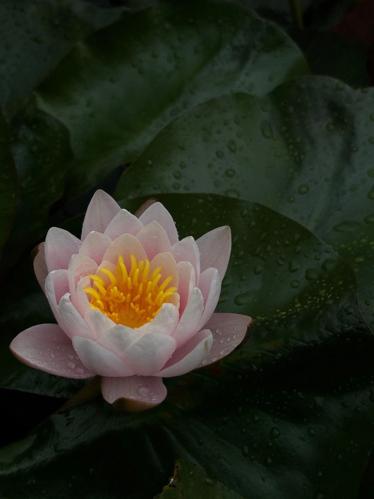 xl, photograph
