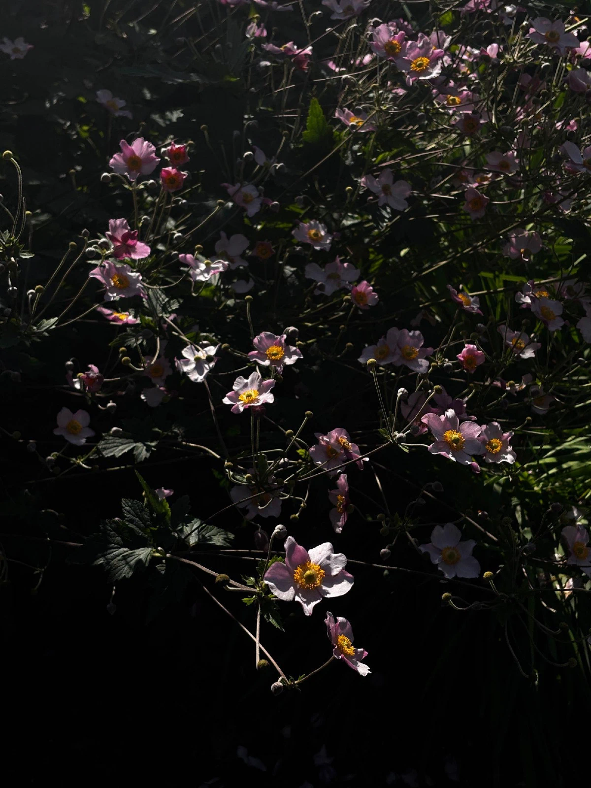 xlvi, photograph