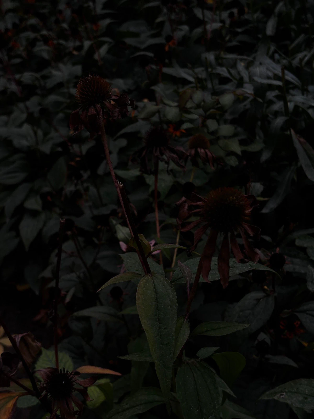 xcvi, photograph
